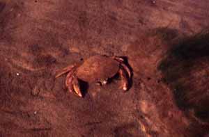 red_rock_crab